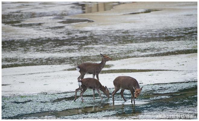 Infrared cameras build wildlife protection network advantage(pic1)