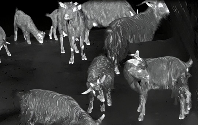 Come and watch! The animal perspective under the thermal imaging lens is so interesting