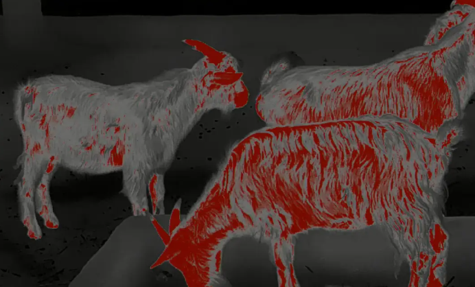 Come and watch! The animal perspective under the thermal imaging lens is so interesting