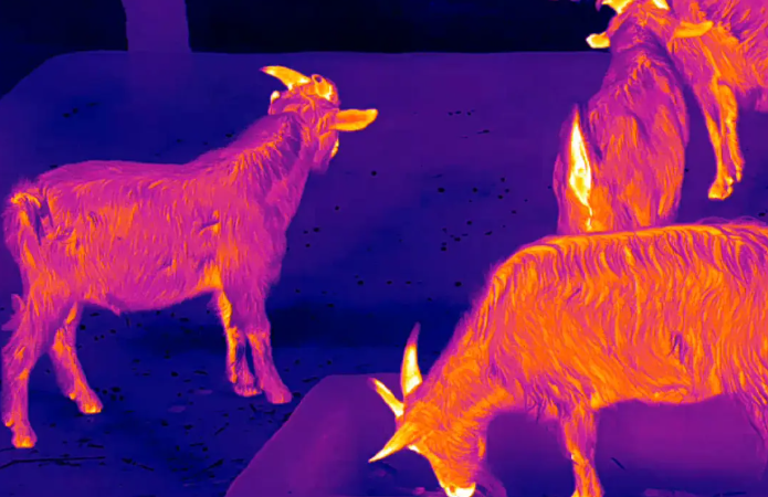 Come and watch! The animal perspective under the thermal imaging lens is so interesting