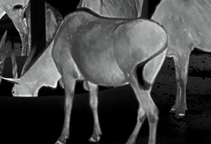 Come and watch! The animal perspective under the thermal imaging lens is so interesting