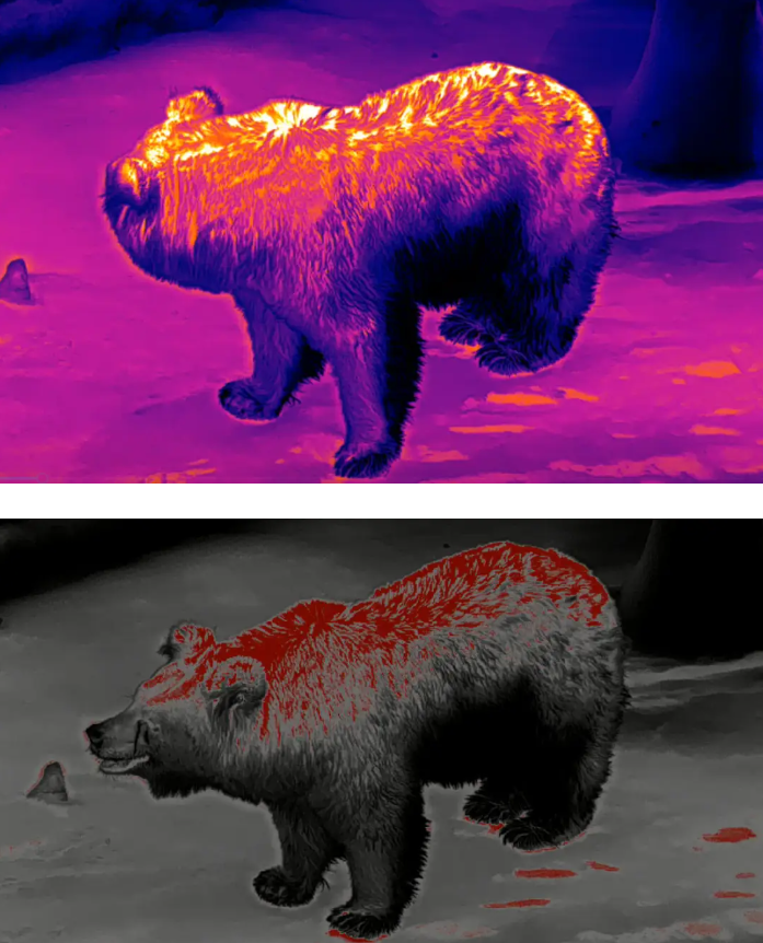 Come and watch! The animal perspective under the thermal imaging lens is so interesting