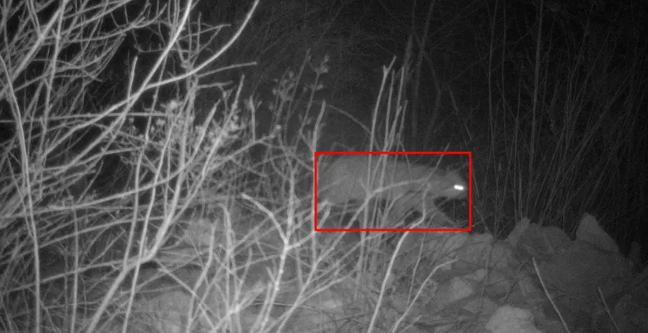 What factors affect the battery life of a hunting surveillance camera?